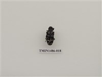 藏品(天牛科(五)泰國)的圖片